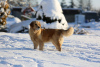 Photo №4. I will sell golden retriever in the city of Wrocław. breeder - price - 2642$