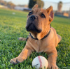 Additional photos: Cane corso puppies