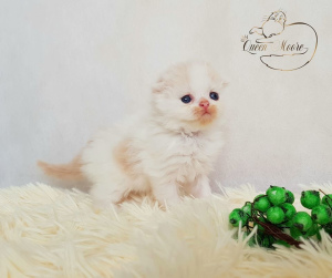 Photo №4. I will sell scottish fold in the city of Рамат-Ган. breeder - price - Is free