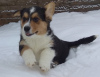 Photo №4. I will sell welsh corgi in the city of St. Petersburg. from nursery - price - negotiated