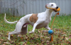 Additional photos: Whippet male for breeding