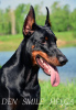 Photo №2 to announcement № 7526 for the sale of dobermann - buy in Russian Federation private announcement, breeder