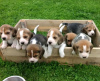 Photo №1. beagle - for sale in the city of Helsinki | 475$ | Announcement № 123310