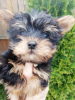 Photo №1. beaver yorkshire terrier, yorkshire terrier - for sale in the city of Tallinn | 423$ | Announcement № 105640