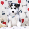 Photo №2 to announcement № 127292 for the sale of siberian husky - buy in United States 