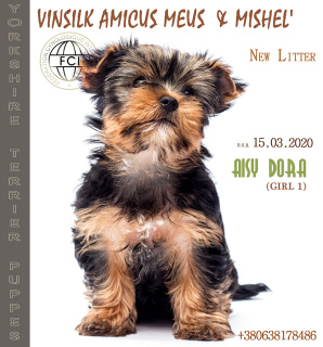 Photo №2 to announcement № 6722 for the sale of yorkshire terrier - buy in Ukraine from nursery, breeder