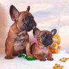 Photo №2 to announcement № 9182 for the sale of french bulldog - buy in Ukraine private announcement, from nursery