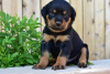 Photo №1. rottweiler - for sale in the city of Texas City | negotiated | Announcement № 97818