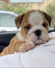 Photo №1. english bulldog - for sale in the city of Graz | negotiated | Announcement № 97809