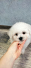 Photo №2 to announcement № 33537 for the sale of bichon frise - buy in Belarus private announcement
