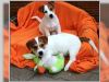 Photo №1. jack russell terrier - for sale in the city of Berlin | Is free | Announcement № 127153