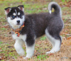 Photo №1. siberian husky - for sale in the city of Pau | 528$ | Announcement № 82891