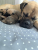 Photo №1. bullmastiff - for sale in the city of Zagreb | 845$ | Announcement № 87219