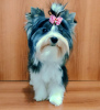 Photo №2 to announcement № 31991 for the sale of yorkshire terrier - buy in Turkey private announcement