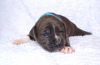 Photo №2 to announcement № 64315 for the sale of american staffordshire terrier - buy in Moldova from nursery, breeder