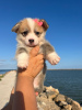 Photo №4. I will sell welsh corgi in the city of Аликанте.  - price - 1268$