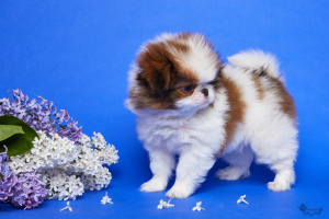 Photo №3. Male Japanese chin white-red color. Russian Federation