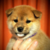 Additional photos: Shiba Inu puppies from Yukashi kennel are looking for the best owners