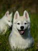 Additional photos: Beautiful Husky Puppies Your Loyal Companions!