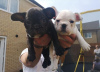 Photo №2 to announcement № 118271 for the sale of french bulldog - buy in Germany private announcement