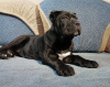 Photo №1. cane corso - for sale in the city of Samara | negotiated | Announcement № 8952