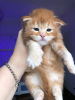 Photo №2 to announcement № 121845 for the sale of maine coon - buy in Netherlands private announcement