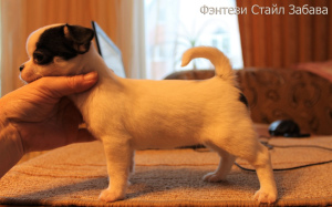 Photo №3. Fantasy Style Fun Bitch Chihuahua color white-black. Russian Federation