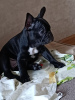 Photo №4. I will sell french bulldog in the city of Nuremberg. private announcement - price - 380$