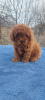 Photo №3. Three boys Toy poodle (Toy poodle, zwergpudel, pudl toy) FCI. Ukraine