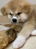 Photo №4. I will sell akita in the city of Ханты-Мансийск. breeder - price - negotiated