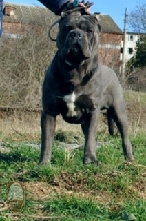 Photo №4. I will sell cane corso in the city of Kerch. private announcement - price - 894$