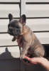 Photo №2 to announcement № 10445 for the sale of french bulldog - buy in Belarus breeder