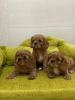 Photo №1. cavalier king charles spaniel - for sale in the city of Москва | negotiated | Announcement № 9814