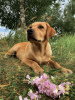 Photo №4. I will sell labrador retriever in the city of Mogilyov. private announcement, from nursery, breeder - price - 1560$