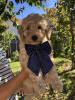 Additional photos: Apricot MEDIUM POODLE puppy