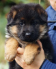 Additional photos: Purebred German Shepherd puppies