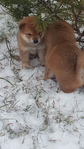 Photo №3. Shiba Inu. High breed puppies. Russian Federation