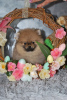 Photo №4. I will sell pomeranian in the city of Kučevo. breeder - price - negotiated