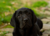 Photo №4. I will sell labrador retriever in the city of Бачка-Паланка.  - price - negotiated