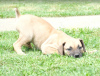 Additional photos: Boerboel (South African Mastiff) puppies