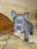 Photo №1. french bulldog - for sale in the city of Goszczanów | 951$ | Announcement № 97956