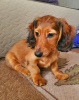 Photo №2 to announcement № 94220 for the sale of dachshund - buy in Latvia private announcement