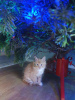 Photo №4. I will sell maine coon in the city of Дортмунд. private announcement, breeder - price - 317$