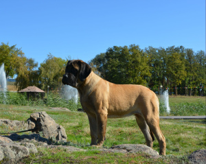 Additional photos: English Mastiff bred puppies