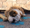 Photo №2 to announcement № 19604 for the sale of english bulldog - buy in Latvia from nursery
