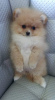 Photo №4. I will sell pomeranian in the city of Иерусалим. private announcement - price - negotiated