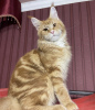 Photo №1. maine coon - for sale in the city of Charlotte | 600$ | Announcement № 86764