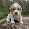 Additional photos: Excellent purebred, healthy beagle puppies