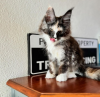 Photo №1. maine coon - for sale in the city of Appenzell | 423$ | Announcement № 116320