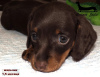 Additional photos: Dachshund rabbit - chocolate puppy